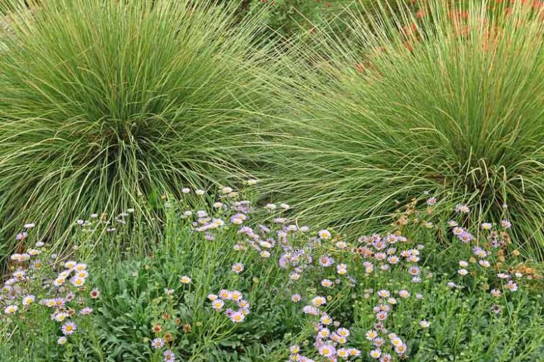 Muhlenbergia rigens, Deer Grass, Deergrass, Meadow Muhly, Deer Muhly, Epicampes rigens, Muhlenbergia marshii, Muhlenbergia mundula, Perennial grass, Drought tolerant grass