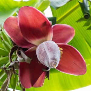Musa acuminata, Banana, Commercial Banana, Cavendish Banana, Tropical Tree, Tropical Shrub