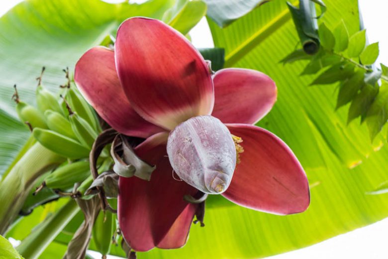 Musa acuminata, Banana, Commercial Banana, Cavendish Banana, Tropical Tree, Tropical Shrub