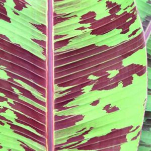 Musa acuminata 'Zebrina', Stripe-Leaved Banana, Blood Banana, Tropical Tree, Tropical Shrub