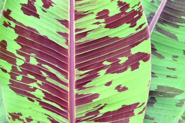 Musa acuminata 'Zebrina', Stripe-Leaved Banana, Blood Banana, Tropical Tree, Tropical Shrub