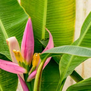 Musa ornata, Flowering Banana, Ornamental Banana, Banana, Tropical Tree, Tropical Shrub