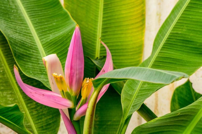 Musa ornata, Flowering Banana, Ornamental Banana, Banana, Tropical Tree, Tropical Shrub