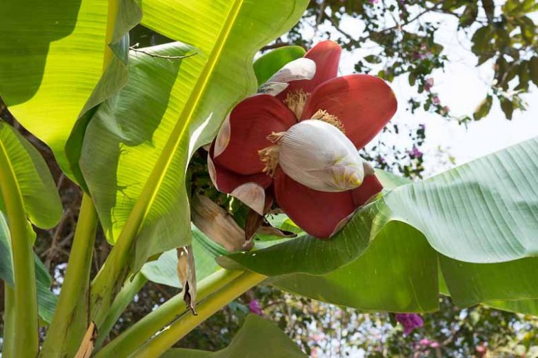 Musa x paradisiaca, Edible Banana, French Plantain, Musa sapientum, Tropical Tree, Tropical Shrub