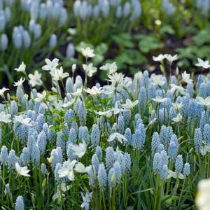 Muscari Baby's Breath, Grape Hyacinth 'Baby's Breath', Muscari armeniacum 'Babies Breath', Muscari neglectum 'Baby's Breath', Muscari neglectum 'Jenny Robinson', Muscari 'Jenny Robinson', Spring Bulbs, Spring Flowers, Blue spring bulbs, Blue flowers