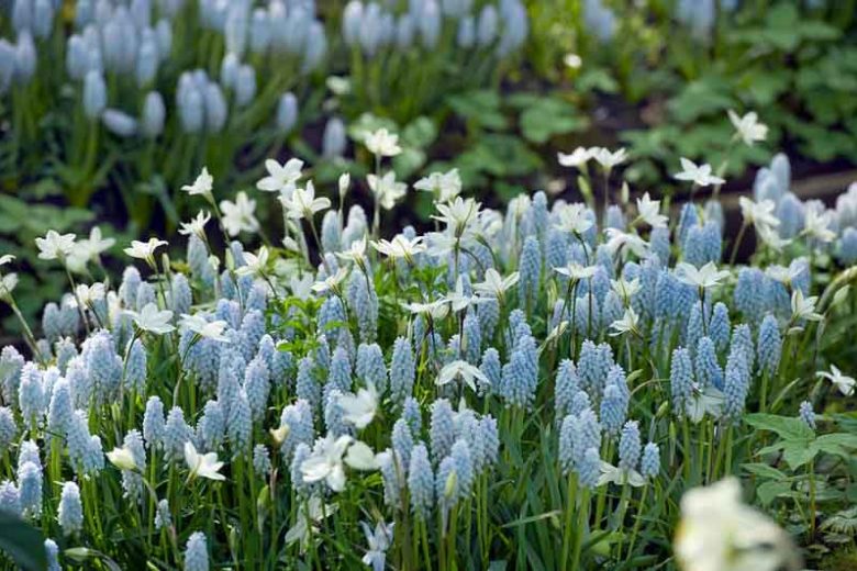 Muscari Baby's Breath, Grape Hyacinth 'Baby's Breath', Muscari armeniacum 'Babies Breath', Muscari neglectum 'Baby's Breath', Muscari neglectum 'Jenny Robinson', Muscari 'Jenny Robinson', Spring Bulbs, Spring Flowers, Blue spring bulbs, Blue flowers