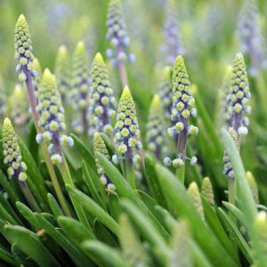 Muscari Armeniacum Saffier, Muscari Saffier, Grape Hyacinth Saffier, Spring Bulbs, Spring Flowers, Mid spring Muscari, Late spring Muscari, blue flower