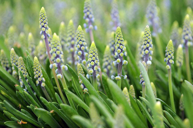 Muscari Armeniacum Saffier, Muscari Saffier, Grape Hyacinth Saffier, Spring Bulbs, Spring Flowers, Mid spring Muscari, Late spring Muscari, blue flower