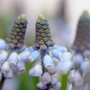 Muscari Valerie Finnis, Grape hyacinth Valerie Finnis, Muscari Armeniacum, Spring Bulbs, Spring Flowers, Blue spring bulbs, Blue flowers