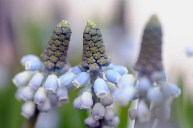 Muscari Valerie Finnis, Grape hyacinth Valerie Finnis, Muscari Armeniacum, Spring Bulbs, Spring Flowers, Blue spring bulbs, Blue flowers