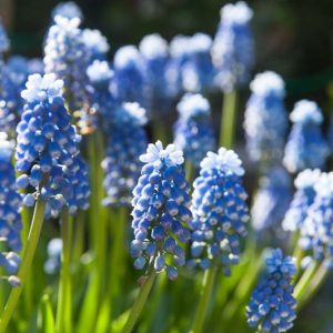 Muscari Aucheri, Muscari Mount Hood, Grape Hyacinth 'Mount Hood', Spring Bulbs, Spring Flowers, blue spring bulbs, Blue early spring bulbs, blue mid spring bulbs