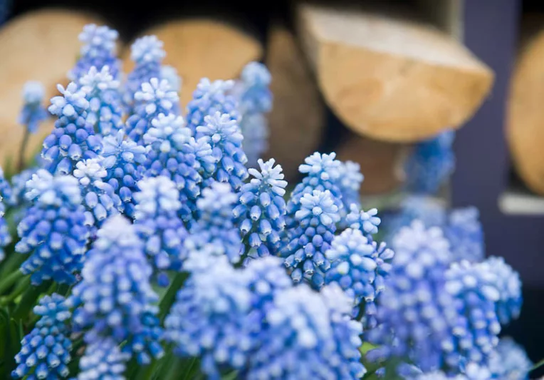 Muscari Aucheri, Muscari Blue Magic, Grape Hyacinth 'Blue Magic', Spring Bulbs, Spring Flowers, blue spring bulbs, Blue early spring bulbs, blue mid spring bulbs