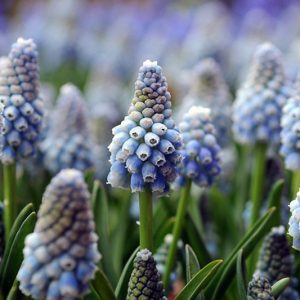 Muscari Aucheri, Muscari Ocean Magic, Grape Hyacinth 'Ocean Magic', Spring Bulbs, Spring Flowers, blue spring bulbs, Blue early spring bulbs, blue mid spring bulbs