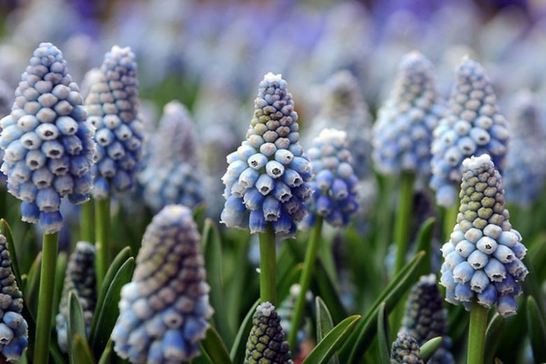 Muscari Aucheri, Muscari Ocean Magic, Grape Hyacinth 'Ocean Magic', Spring Bulbs, Spring Flowers, blue spring bulbs, Blue early spring bulbs, blue mid spring bulbs