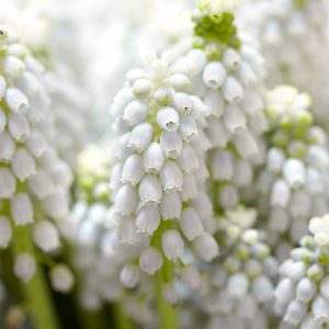 Muscari aucheri White Magic, Muscari White Magic, Grape Hyacinth 'White Magic', Spring Bulbs, Spring Flowers, white flower, white muscari