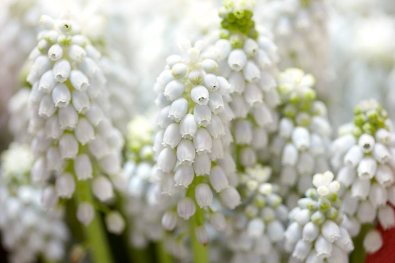 Muscari aucheri White Magic, Muscari White Magic, Grape Hyacinth 'White Magic', Spring Bulbs, Spring Flowers, white flower, white muscari