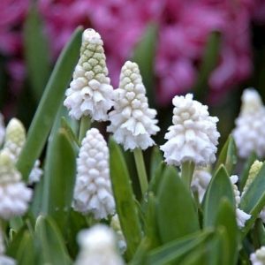 Muscari Azureum Album, Muscari Azureum , Azure Grape Hyacinth 'Album', Pseudomuscari Azureum, Hyacinthus Azureus, Hyacinthella Azurea, Muscari Pseudomuscari, Spring Bulbs, Spring Flowers, white muscari, white flower
