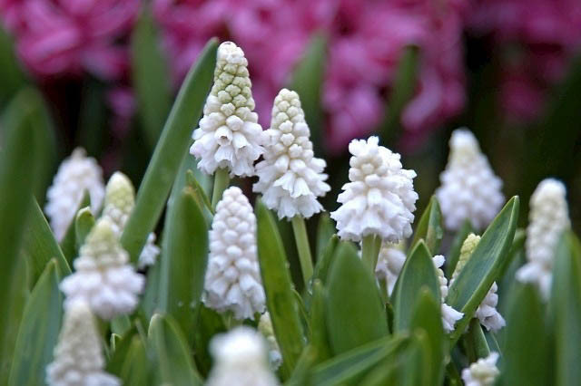 Muscari Azureum Album, Muscari Azureum , Azure Grape Hyacinth 'Album', Pseudomuscari Azureum, Hyacinthus Azureus, Hyacinthella Azurea, Muscari Pseudomuscari, Spring Bulbs, Spring Flowers, white muscari, white flower