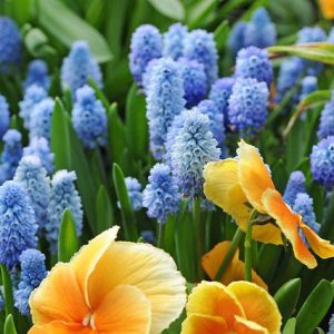 Muscari Azureum, Azure Grape Hyacinth, Pseudomuscari Azureum, Hyacinthus Azureus, Hyacinthella Azurea, Muscari Pseudomuscari, Spring Bulbs, Spring Flowers, mid spring bulb, blue spring flower