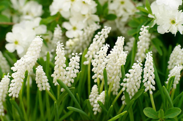 Muscari Botryoides Album, Pearls of Spain, White Grape Hyacinth, Spring Bulbs, Spring Flowers, white flower, Grape Hyacinth