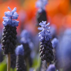 Muscari Latifolium, Grape Hyacinth, Broad-leaved Grape Hyacinth, Spring Bulbs, Spring Flowers, Blue Muscari, Mid spring bulbs, Late spring bulbs