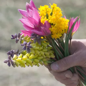 Muscari Macrocarpum 'Golden Fragrance', Grape Hyacinth 'Golden Fragrance', Muscari 'Golden Fragrance', Muscari Macrocarpum, Spring Bulbs, Spring Flowers, Yellow Muscari, Yellow Grape Hyacinth, Mid spring bulbs, Early spring bulbs, Fragrant Spring Bulbs