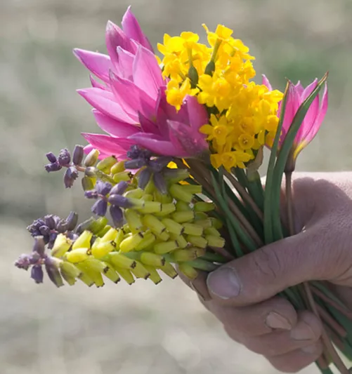 Muscari Macrocarpum 'Golden Fragrance', Grape Hyacinth 'Golden Fragrance', Muscari 'Golden Fragrance', Muscari Macrocarpum, Spring Bulbs, Spring Flowers, Yellow Muscari, Yellow Grape Hyacinth, Mid spring bulbs, Early spring bulbs, Fragrant Spring Bulbs