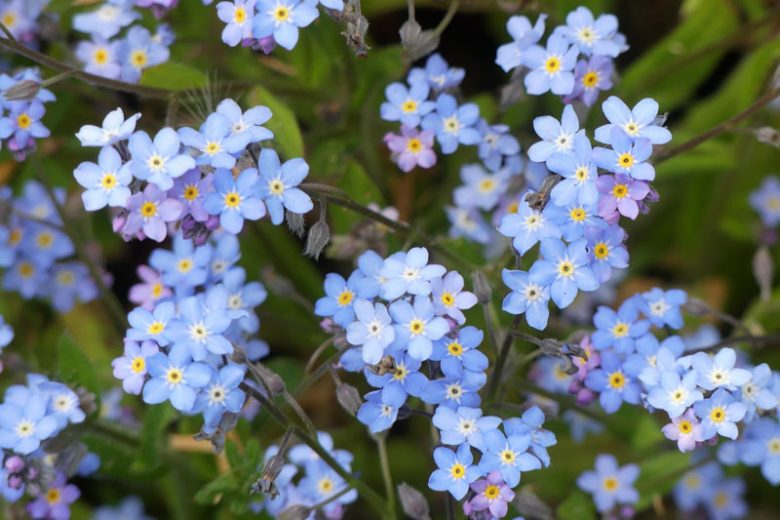 Myosotis alpestris, Alpine Forget-Me-Not, Mountain Forget-Me-Not, Asian Forget-Me-Not, Myosotis alpestris, Myosotis alpestris ssp. asiatica, Myosotis sylvatica var. alpestris, Blue Ground Cover, Shade plants, Shade perennial