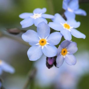 Myosotis scorpioides, Water Forget-Me-Not, Love-Me, Marsh Forget-Me-Not, Mouse-Ear, Mouse-Ear Scorpion Grass, Snake Grass, Myosotis palustris, Blue Ground Cover