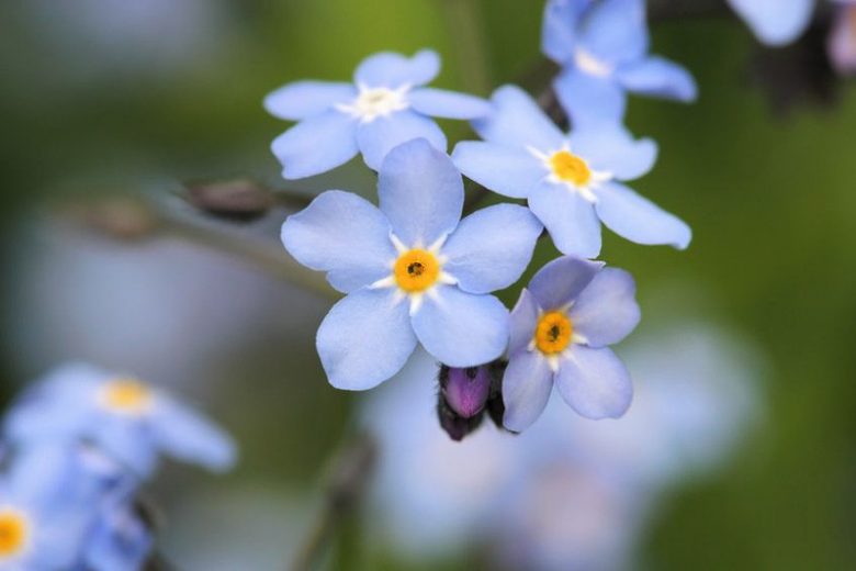 Myosotis scorpioides, Water Forget-Me-Not, Love-Me, Marsh Forget-Me-Not, Mouse-Ear, Mouse-Ear Scorpion Grass, Snake Grass, Myosotis palustris, Blue Ground Cover