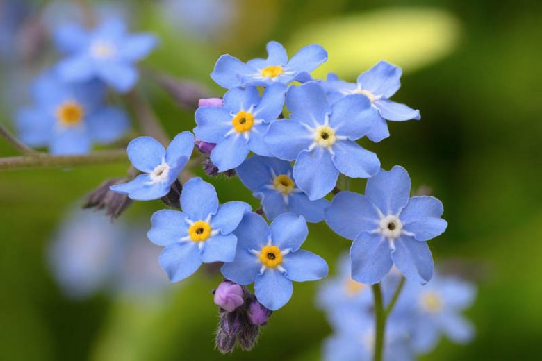 Wood Forget-Me-Not, Garden Forget-Me-Not, Forget-Me-Not, Blue Ground Cover, Shade plants, Shade perennial