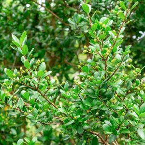 Myrcianthes fragrans, Simpson's Stopper, Twinberry, , white flowers, fragrant shrub, evergreen shrub, Florida Native Plants, Florida Native Shrubs