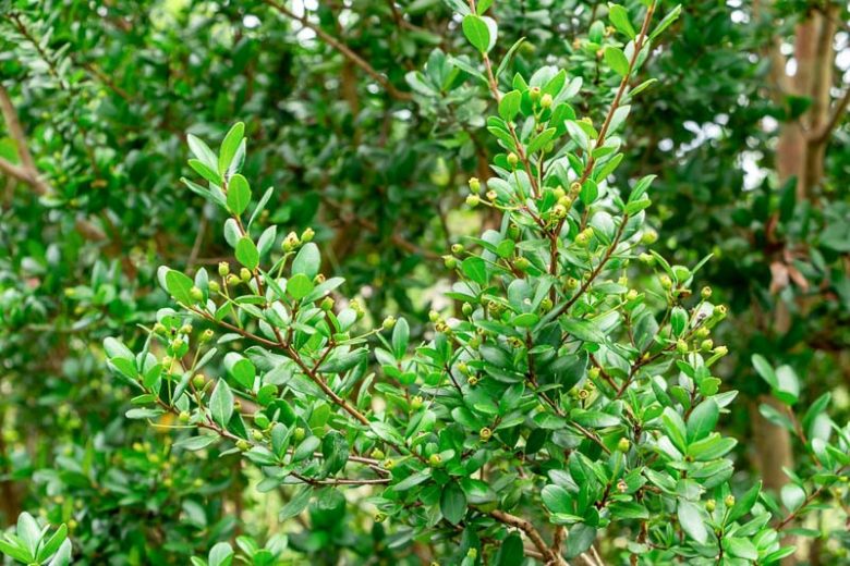 Myrcianthes fragrans, Simpson's Stopper, Twinberry, , white flowers, fragrant shrub, evergreen shrub, Florida Native Plants, Florida Native Shrubs