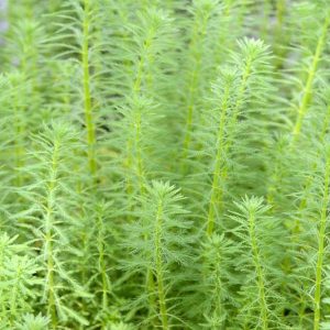 Myriophyllum aquaticum,Parrot Feather, Parrot Feather Watermilfoil, Parrot-Feather, Parrot's-Peather, Submerged Plant, Aquatic Plant, Pond Plant