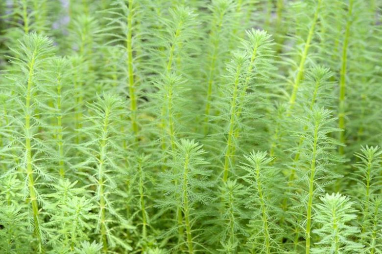 Myriophyllum aquaticum,Parrot Feather, Parrot Feather Watermilfoil, Parrot-Feather, Parrot's-Peather, Submerged Plant, Aquatic Plant, Pond Plant
