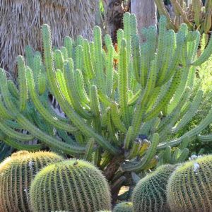 Myrtillocactus geometrizans, Blue Candle, Garambulla, Our Father, Blue Flame, Bilberry Cactus, Whortleberry Cactus, Blue Myrtle cactus, Cereus geometrizans