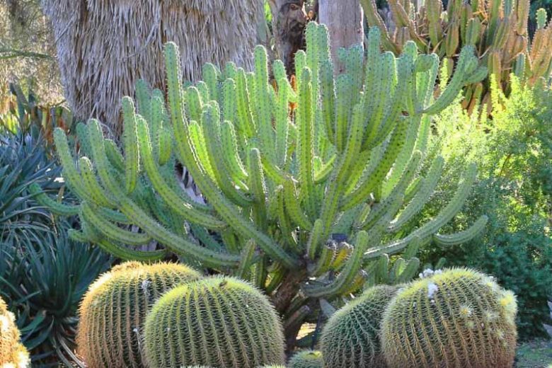 Myrtillocactus geometrizans, Blue Candle, Garambulla, Our Father, Blue Flame, Bilberry Cactus, Whortleberry Cactus, Blue Myrtle cactus, Cereus geometrizans