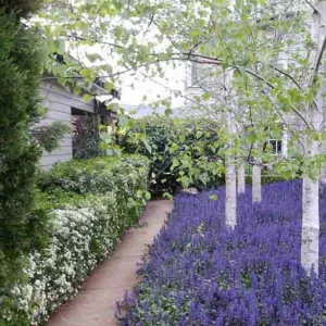 Arthur Lathouris Garden Designer