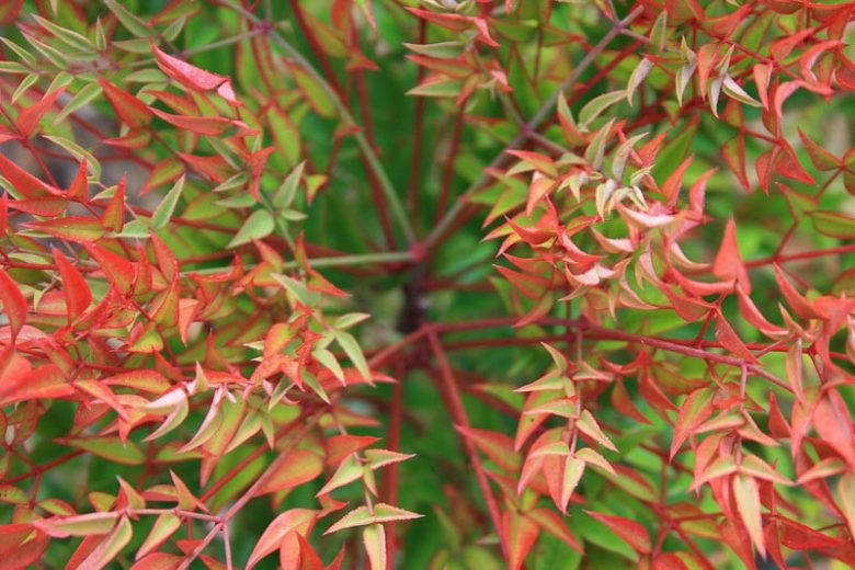 Nandina Domestica Gulf Stream, Heavenly Bamboo 'Gulf Stream', Sacred Bamboo 'Gulf Stream', Nandina 'Gulf Stream', Chinese Sacred Bamboo 'Gulf Stream', Evergreen Shrubs, Shrubs with berries