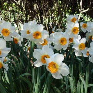 Narcissus Barrett Browning, Daffodil Barrett Browning,Narcisse Barrett Browning, Small-Cupped Daffodils, white daffodil, Award daffodil