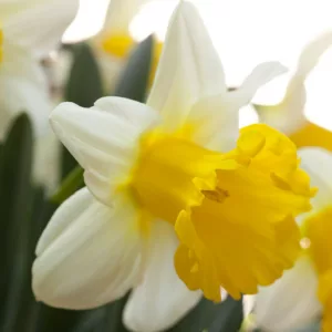 Narcissus 'Goblet', Daffodil 'Goblet', Trumpet Daffodil 'Goblet', Trumpet Daffodil, Spring Bulbs, Spring Flowers, Narcisse Goblet, Trumpet narcissus, Mid-season Daffodil, Mid Spring Daffodil, Mid Spring Narcissus