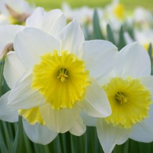 Narcissus 'Holland Sensation', Daffodil 'Holland Sensation', Trumpet Daffodil 'Holland Sensation', Trumpet Daffodil, Spring Bulbs, Spring Flowers, Narcisse Holland Sensation, Trumpet narcissus, Mid-season Daffodil, Mid Spring Daffodil, Mid Spring Narcissus