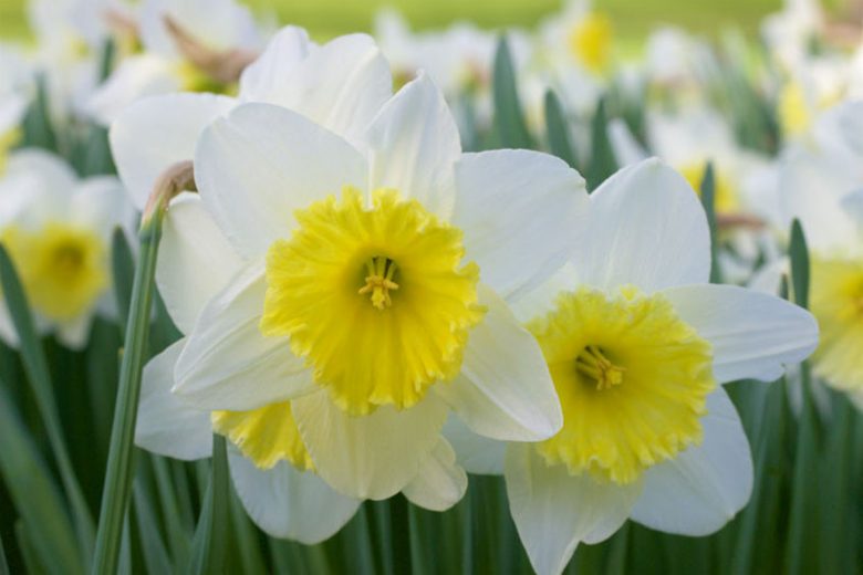 Narcissus 'Holland Sensation', Daffodil 'Holland Sensation', Trumpet Daffodil 'Holland Sensation', Trumpet Daffodil, Spring Bulbs, Spring Flowers, Narcisse Holland Sensation, Trumpet narcissus, Mid-season Daffodil, Mid Spring Daffodil, Mid Spring Narcissus