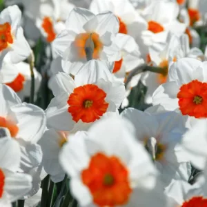 Narcissus Professor Einstein, Daffodil 'Professor Einstein', Large-Cupped Daffodil 'Professor Einstein', Large-Cupped Daffodils, Spring Bulbs, Spring Flowers, Narcisse Professor Einstein, Large-cupped Daffodil, Narcisse grande couronne, early spring daffodil, mid spring
