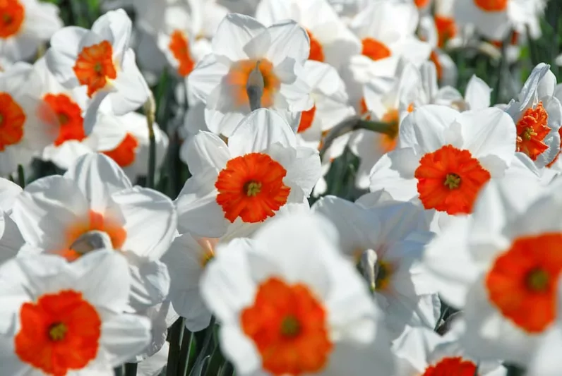 Narcissus Professor Einstein, Daffodil 'Professor Einstein', Large-Cupped Daffodil 'Professor Einstein', Large-Cupped Daffodils, Spring Bulbs, Spring Flowers, Narcisse Professor Einstein, Large-cupped Daffodil, Narcisse grande couronne, early spring daffodil, mid spring