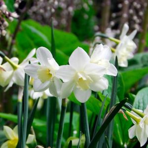 Narcissus Pueblo, Daffodil 'Pueblo', Jonquil 'Pueblo', Jonquil Daffodils, Jonquilla Daffodils, Spring Bulbs, Spring Flowers, White daffodil, yellow daffodil