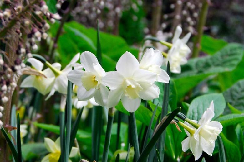 Narcissus Pueblo, Daffodil 'Pueblo', Jonquil 'Pueblo', Jonquil Daffodils, Jonquilla Daffodils, Spring Bulbs, Spring Flowers, White daffodil, yellow daffodil