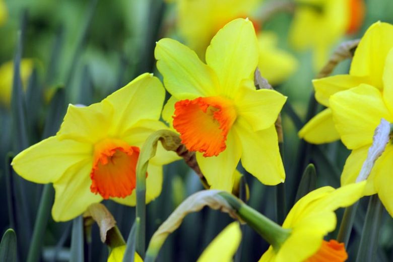 Narcissus Red Devon, Daffodil 'Red Devon', Large-Cupped Daffodil 'Red Devon', Large-Cupped Daffodils, Spring Bulbs, Spring Flowers, Narcisse Red Devon, Large-cupped Daffodil, Narcisse grande couronne, early spring daffo