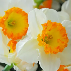 Narcissus Accent,Daffodil 'Accent', Large-Cupped Daffodil 'Accent', Large-Cupped Daffodils, Spring Bulbs, Spring Flowers, Narcisse Accent, Large-cupped Daffodil, Narcisse grande couronne, early spring daffodil, mid spring daffodil