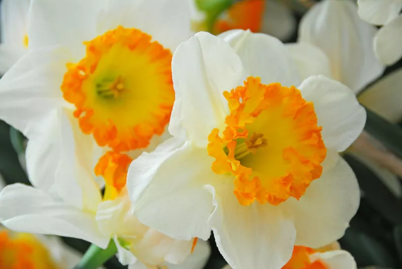 Narcissus Accent,Daffodil 'Accent', Large-Cupped Daffodil 'Accent', Large-Cupped Daffodils, Spring Bulbs, Spring Flowers, Narcisse Accent, Large-cupped Daffodil, Narcisse grande couronne, early spring daffodil, mid spring daffodil